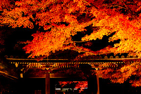 ���C�g�A�b�v2025